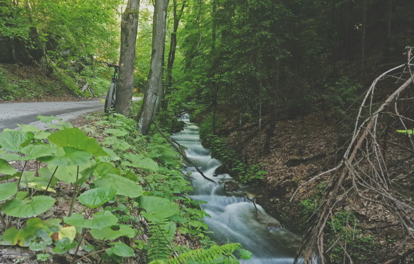 Фото обои forest, road, nature, water, stream, Slovakia, Harmanec