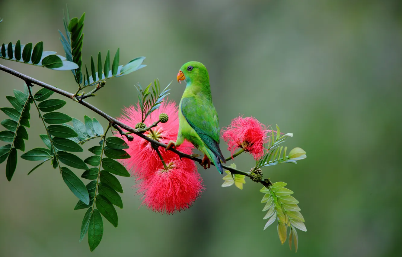 Фото обои цветы, ветка, попугай, живая природа