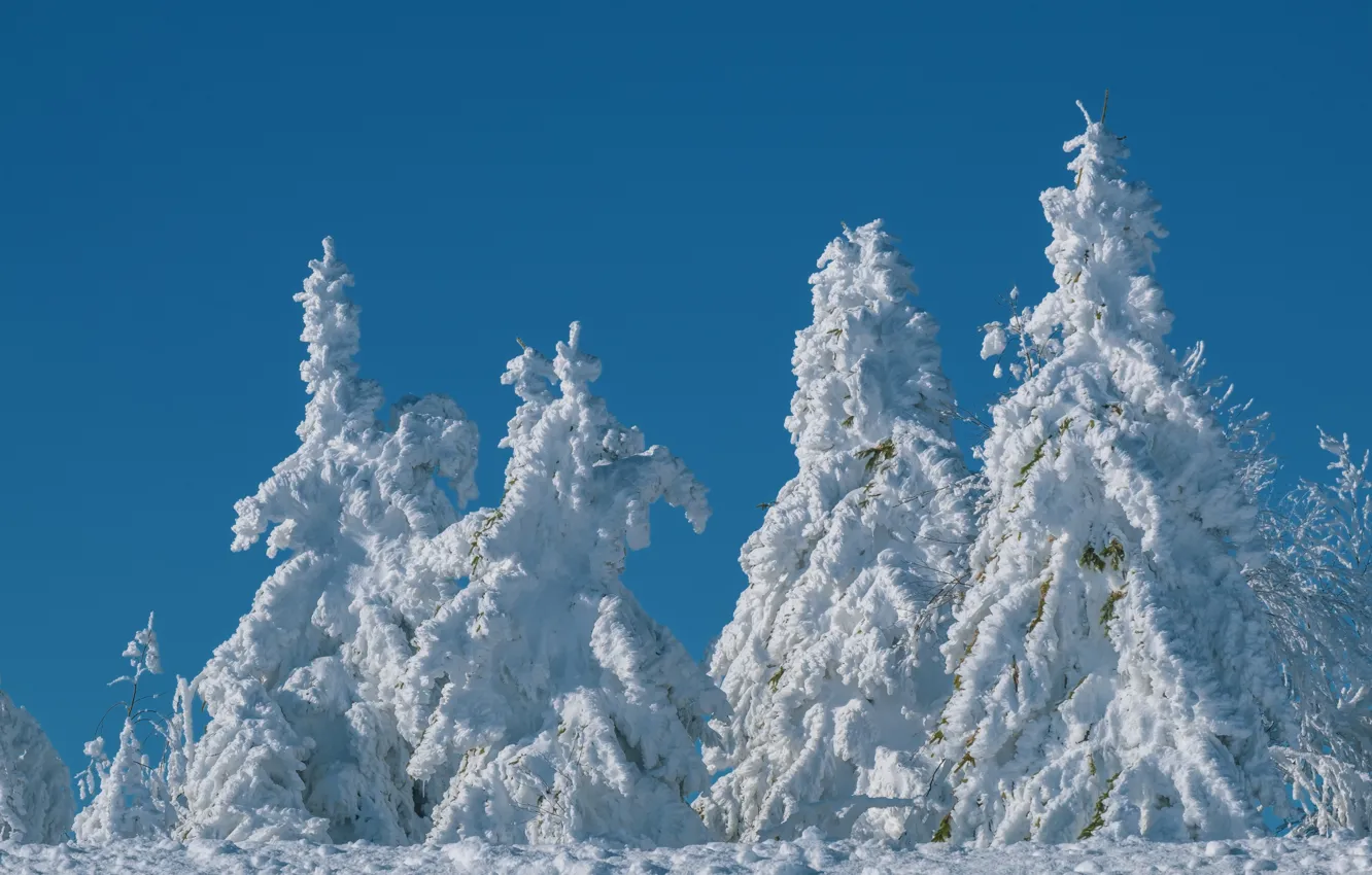 Фото обои зима, лес, снег, синева, ели