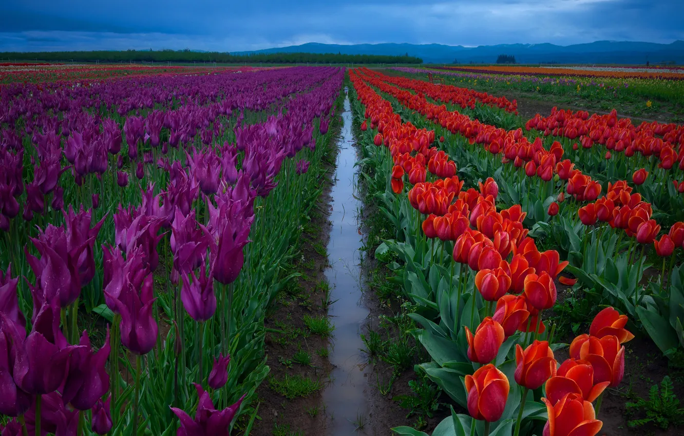 Фото обои поле, небо, вода, цветы, фиолетовые, после дождя, тюльпаны, красные