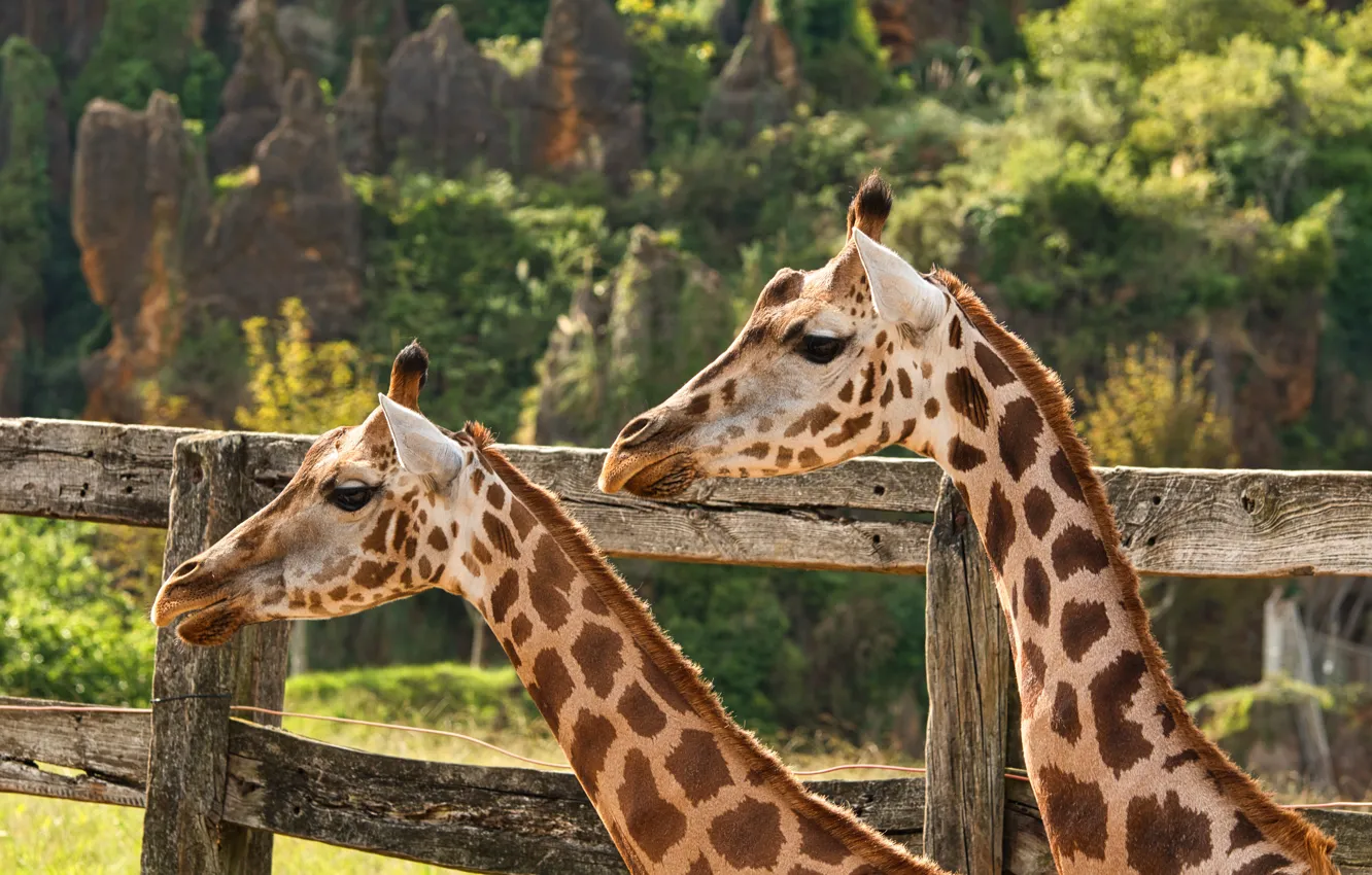 Фото обои природа, жираф, пара, жирафы, два жирафа