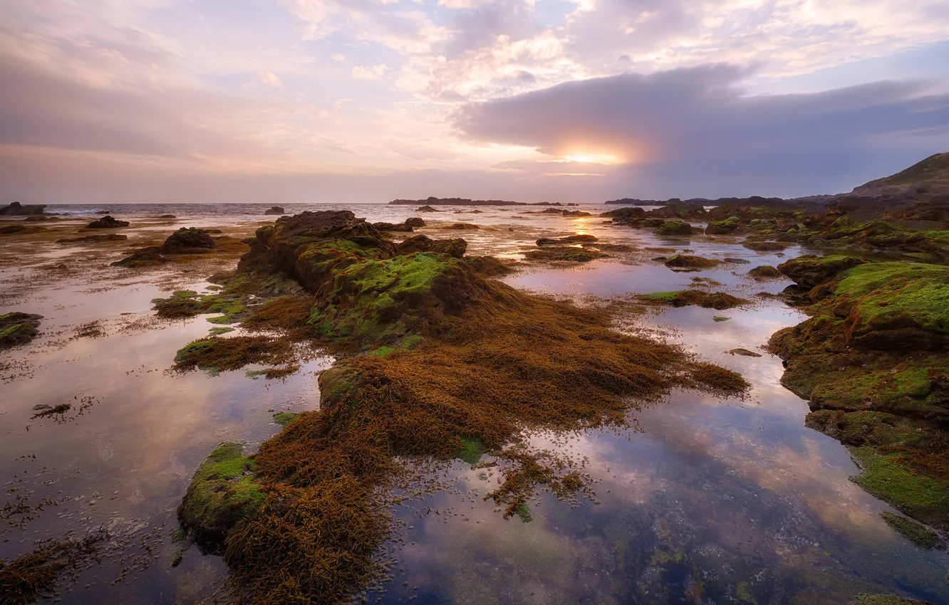 Фото обои море, водоросли, закат, отражение, камни, мох, вечер