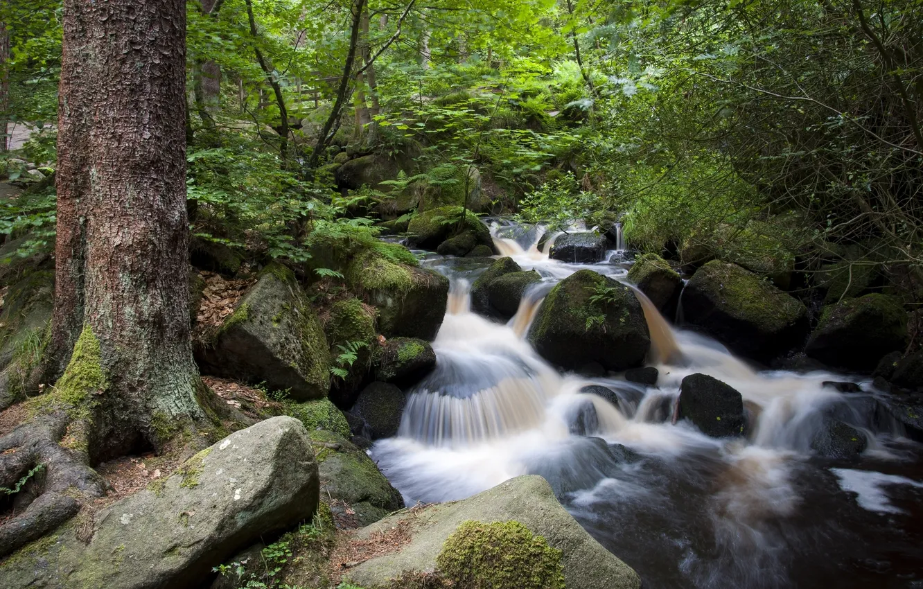 Фото обои лес, ручей, камни, Англия, England, Sheffield, Шеффилд, Wyoming brook