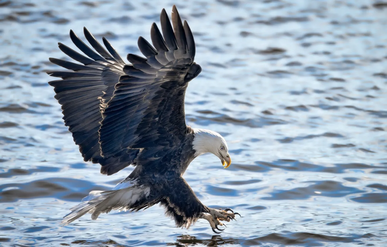 Фото обои полет, атака, рыбалка, крылья, белоголовый орлан, хищная птица