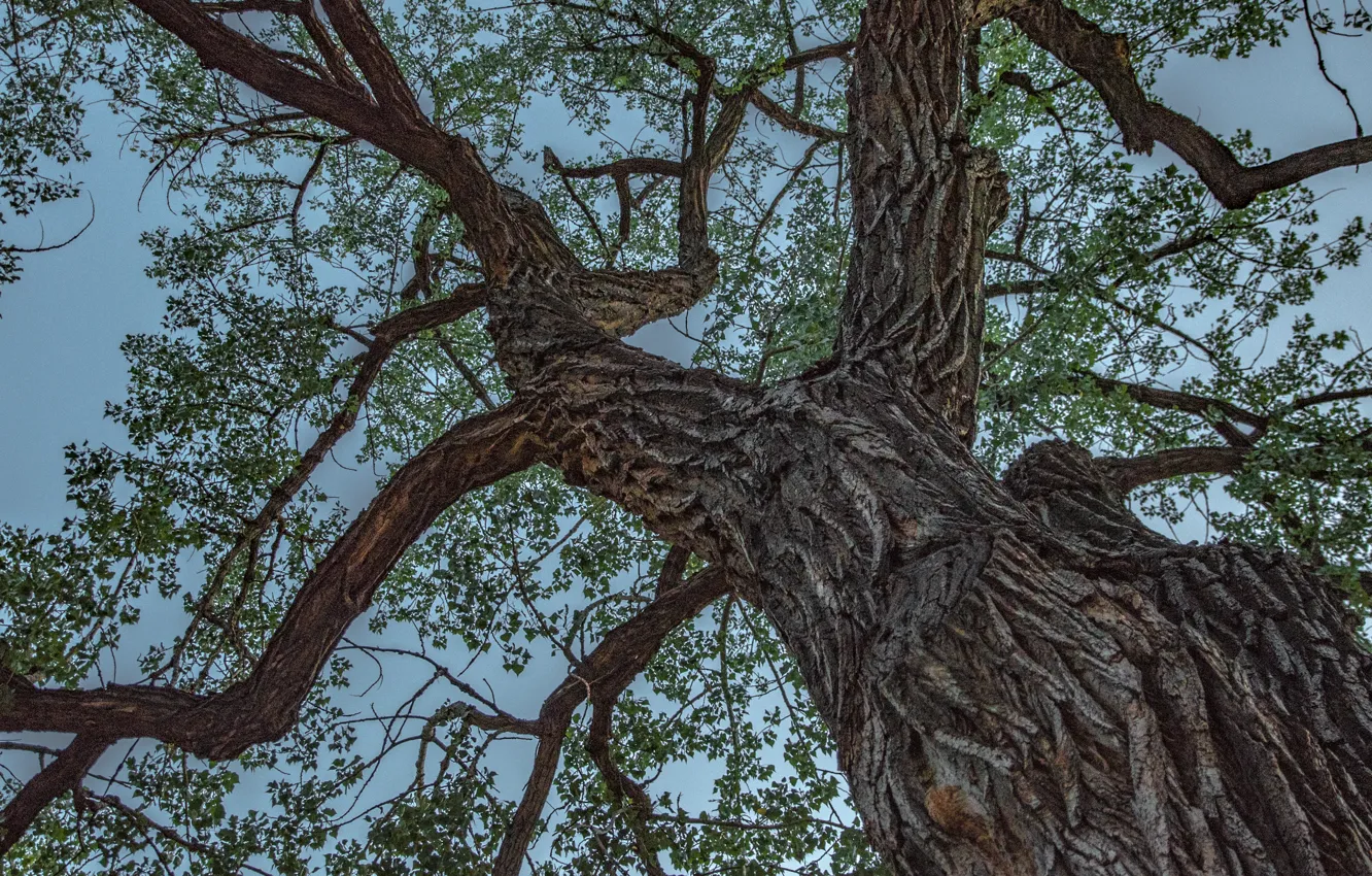 Фото обои небо, листья, ветви, Дерево, sky, leaves, tree