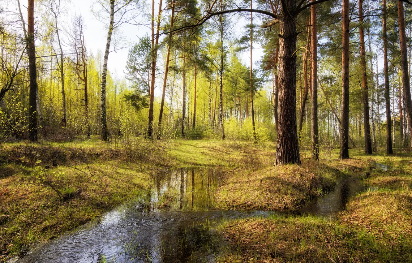 Фото обои forest, water, puddle, lagoon