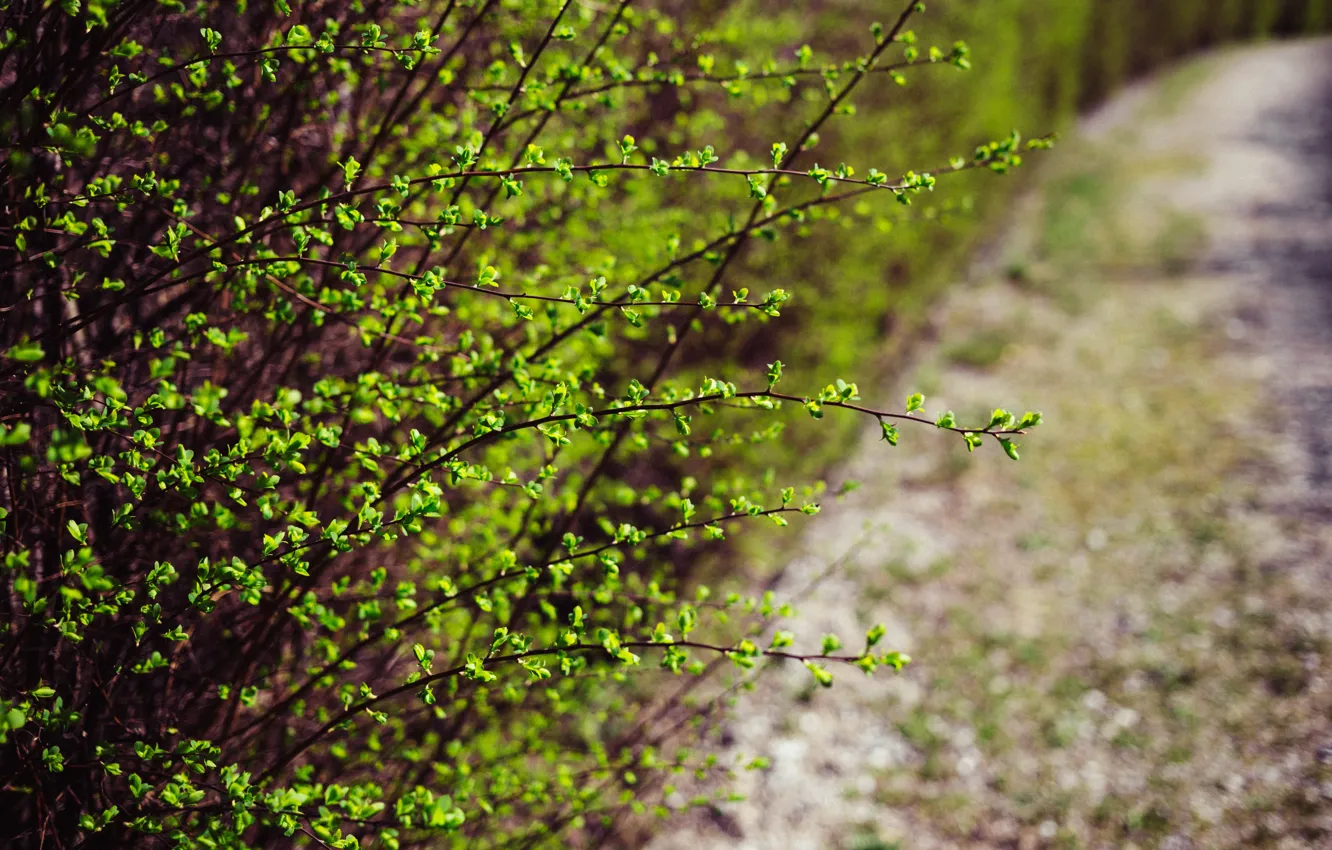 Фото обои Природа, Куст, Зеленый, Кусты, Nature, Green, Macro, Flora