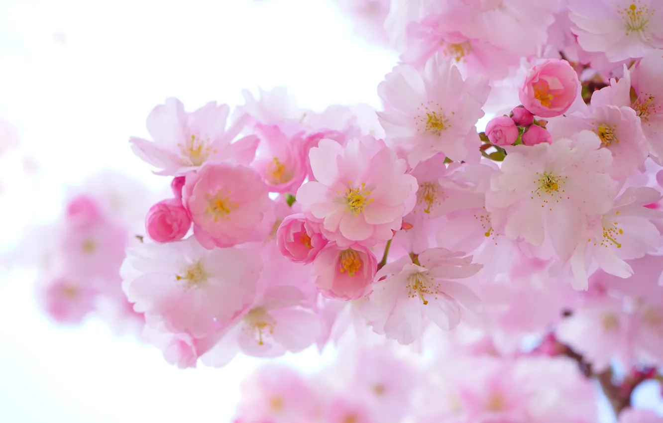 Фото обои цветы, вишня, ветка, весна, сакура, розовые, светлый фон, бутоны