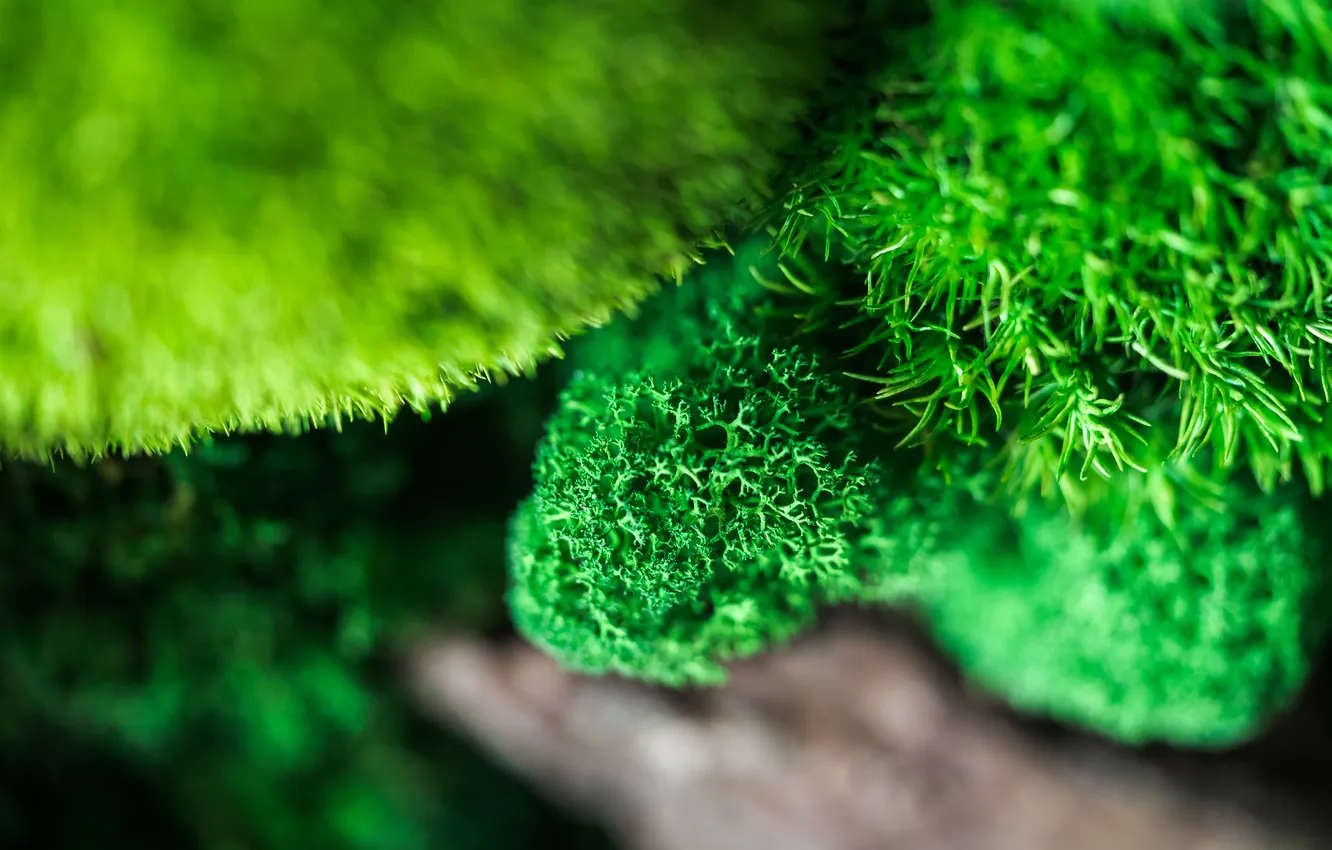 Фото обои green, life, moss