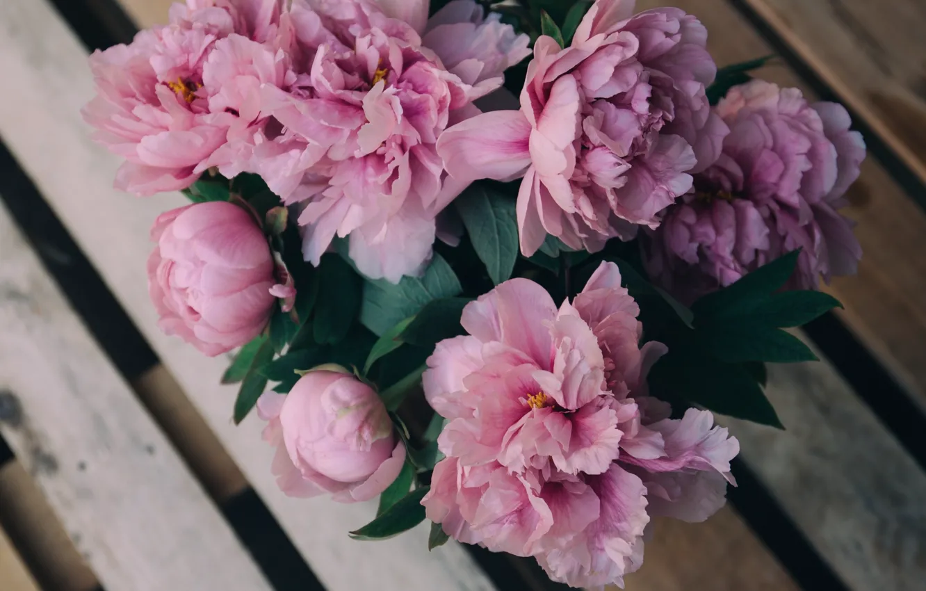 Фото обои цветы, розовые, пионы