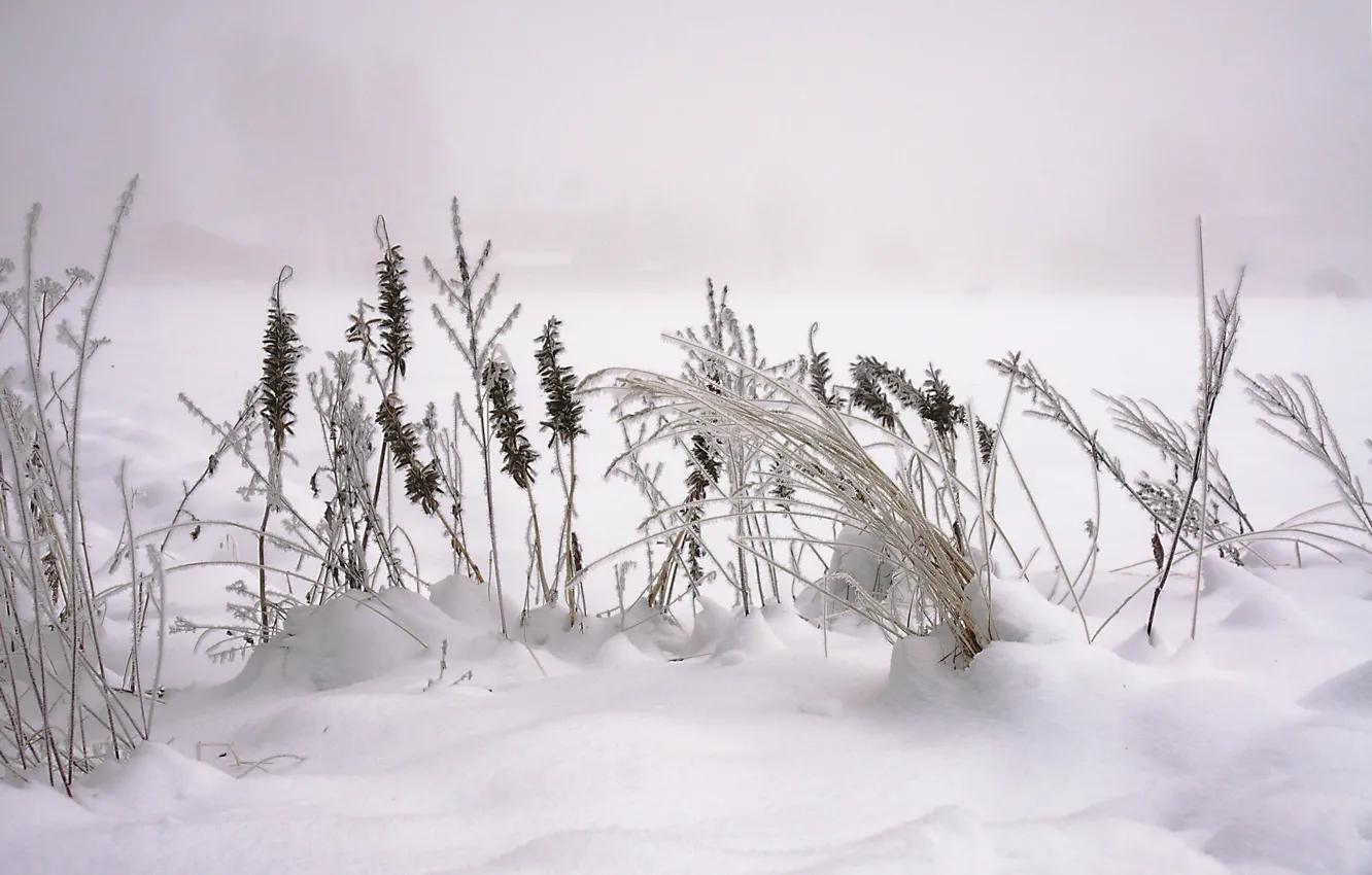 Фото обои зима, макро, снег, Природа, nature, winter, snow, macro