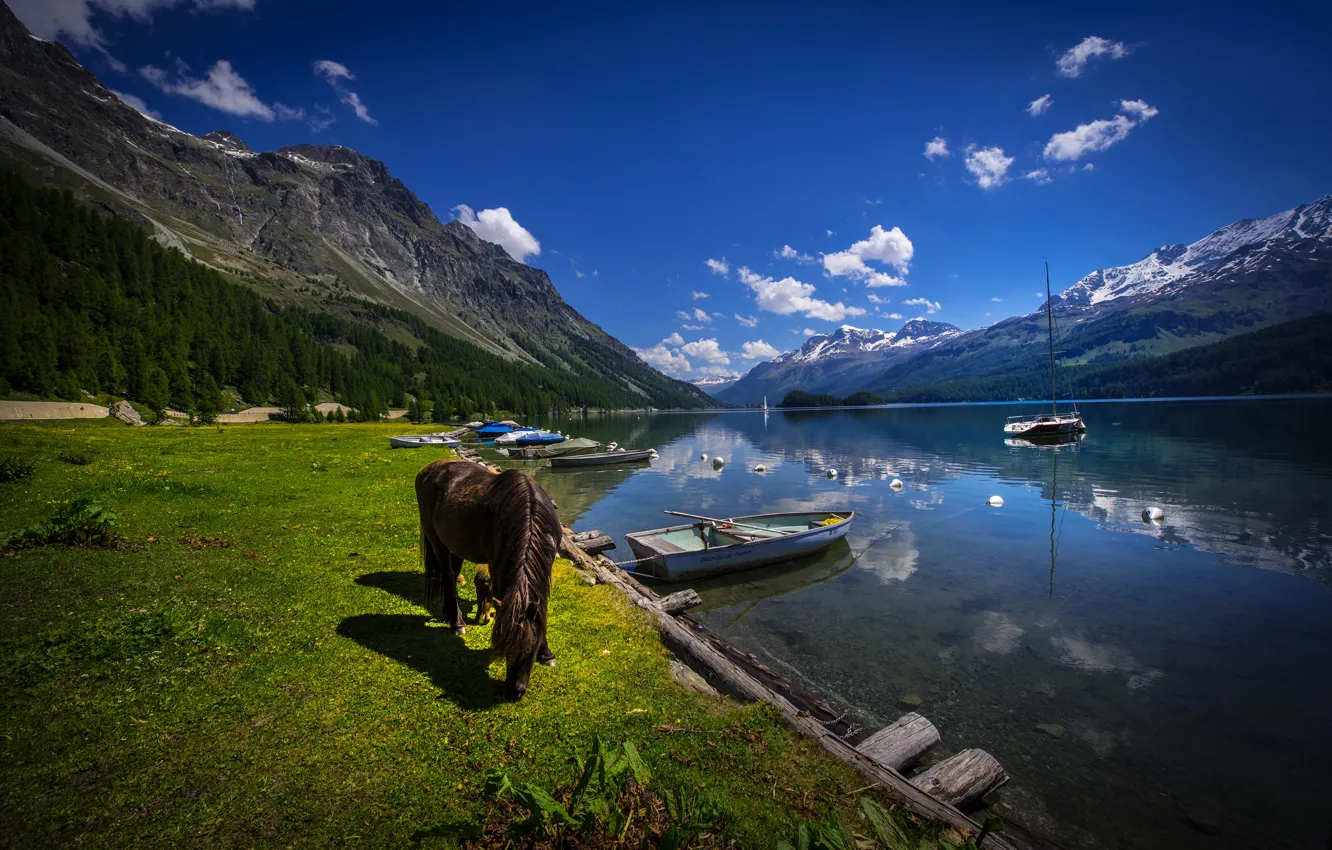 Фото обои лес, лошадь, трава, Lake Sils, скалы, озеро, лодки, берег