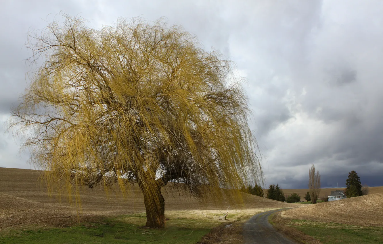 Фото обои road, tree, farm, cloudy, farmland