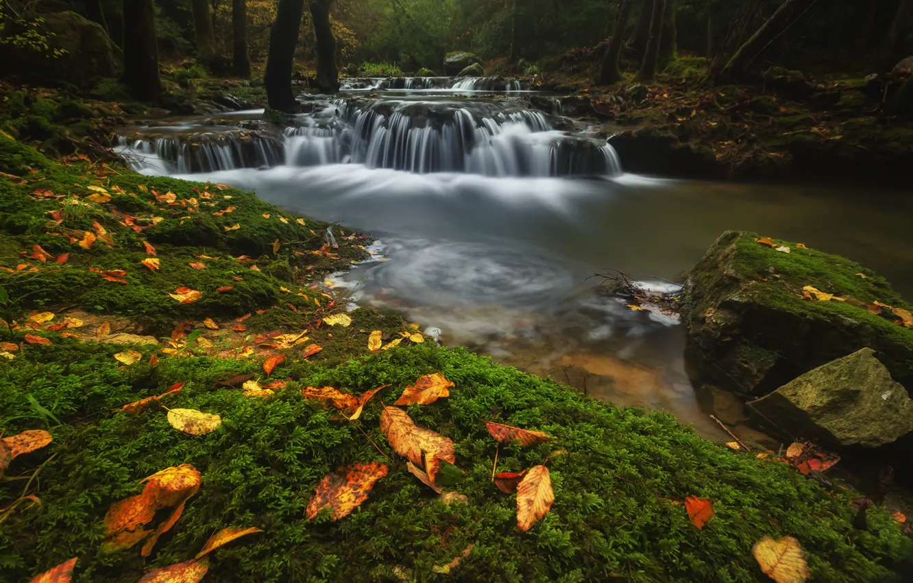 Фото обои осень, лес, листья, вода, камни, водопад, поток, речка