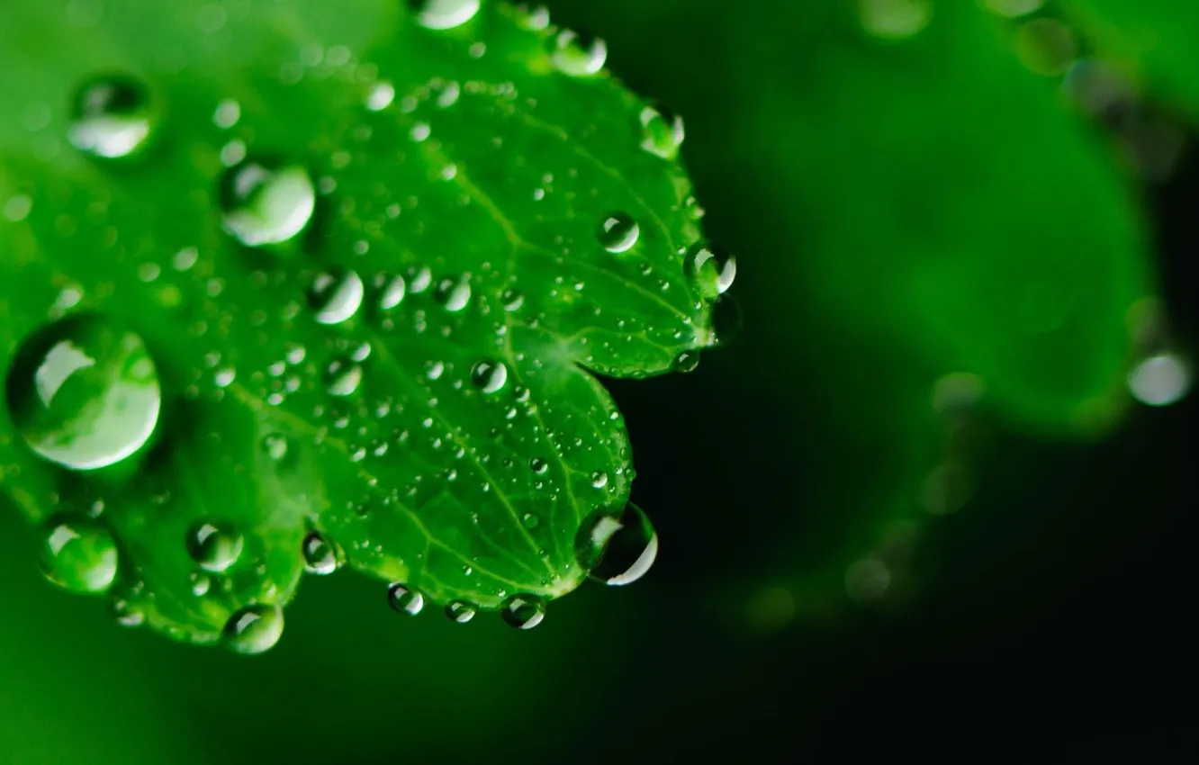 Фото обои вода, капли, макро, лист, роса, зелёный