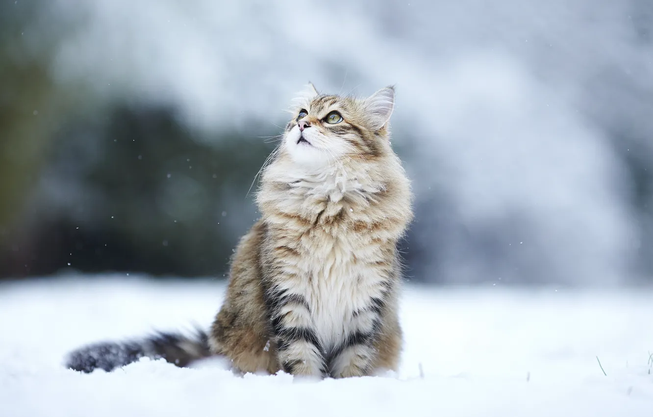 Фото обои зима, кошка, взгляд, снег, cat, winter, snow, kitty