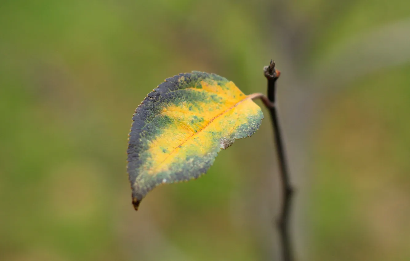 Фото обои autumn, leaf, twig