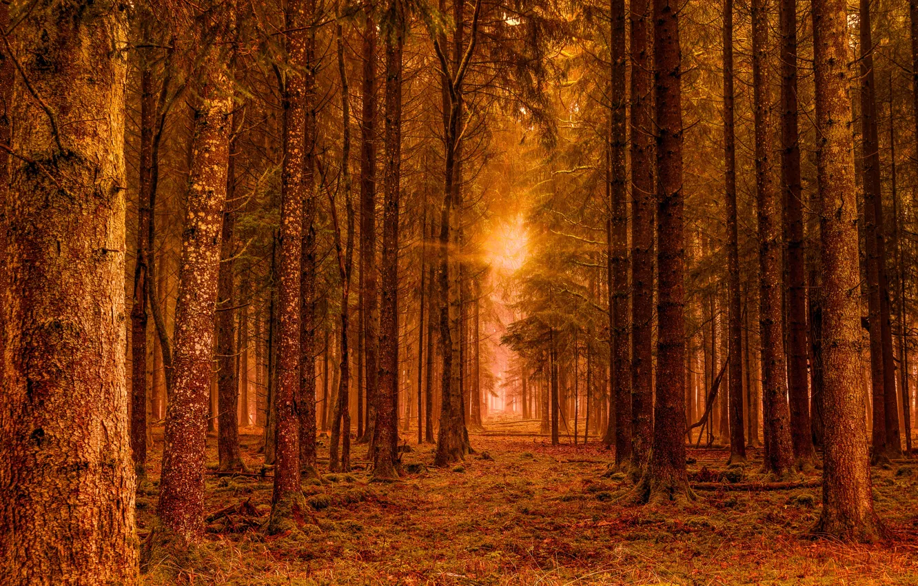 Фото обои лес, солнце, лучи, свет, деревья, ветки, стволы, обработка