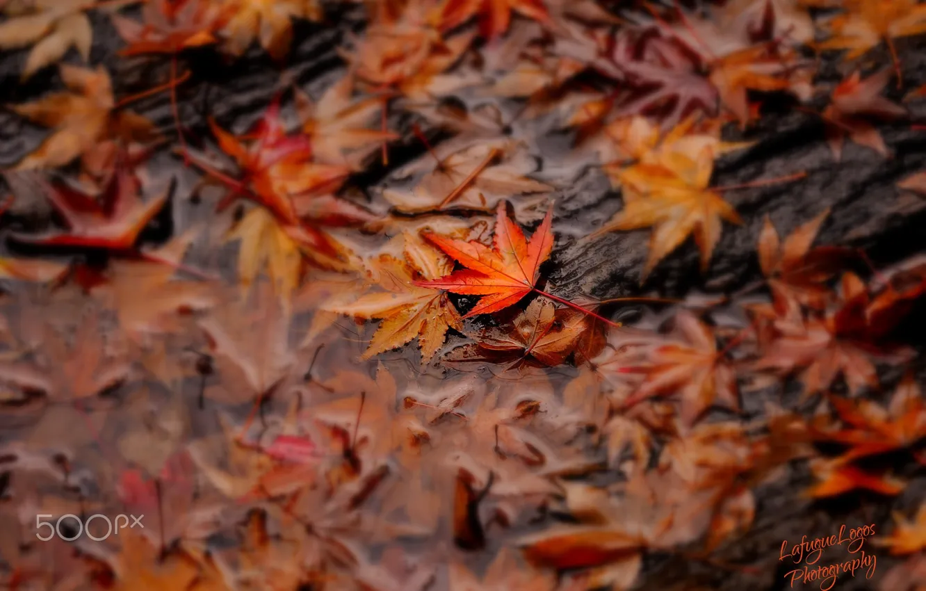 Фото обои осень, вода, макро, листва
