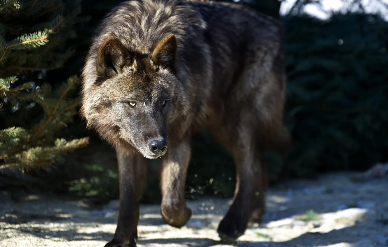 Фото обои nature, predator, animal, wolf, wildlife, portrait, portrait., Canis lupus. face