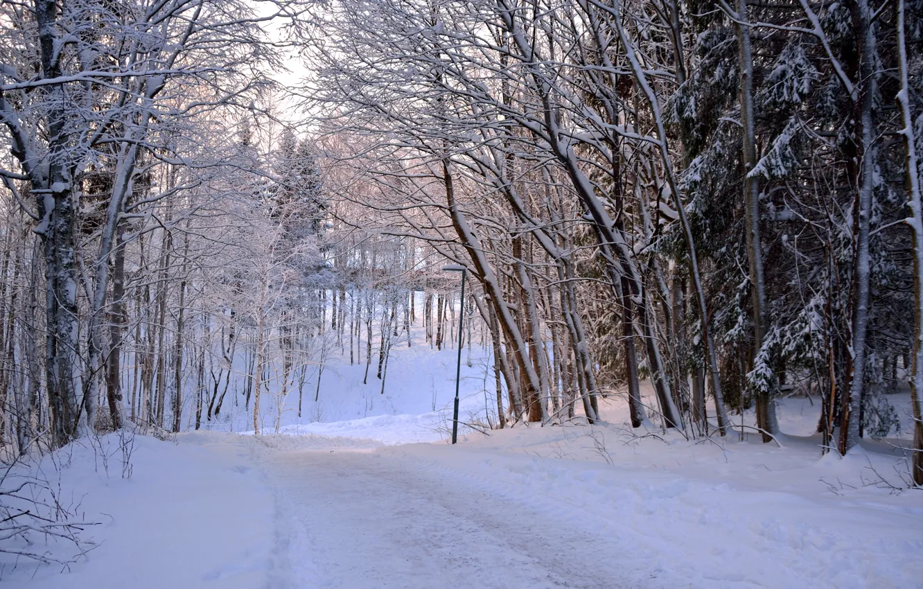 Фото обои Зима, Снег, Лес, Норвегия, Мороз, Дорожка, Winter, Frost