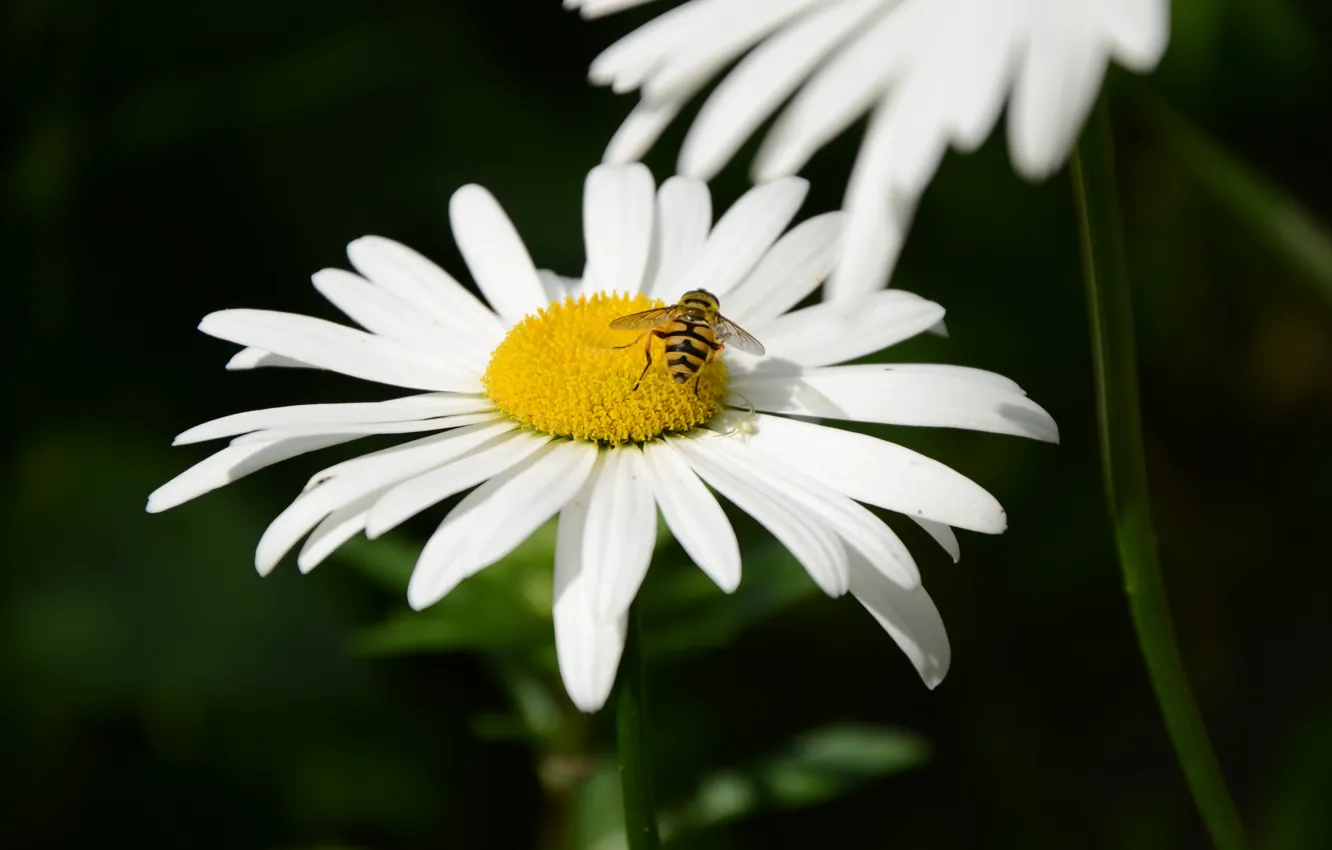 Фото обои макро, пчела, оса, Цветы, Ромашка