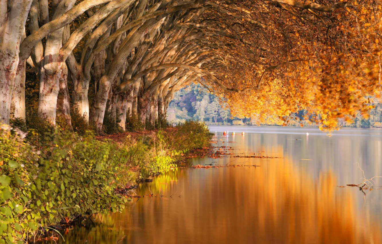 Фото обои forest, trees, autumn, lake, landscapes, bushes, shore, reflection
