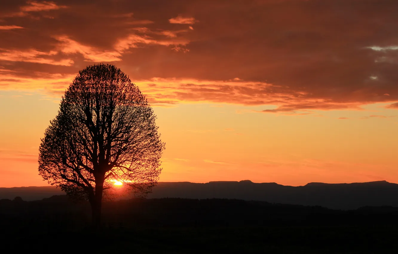 Фото обои пейзаж, закат, дерево