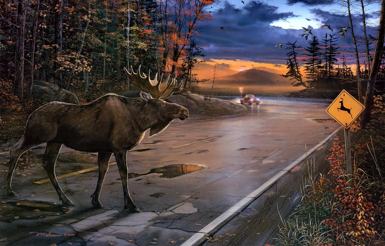 Фото обои дорога, машина, осень, животные, пасмурно, утки, вечер, олень