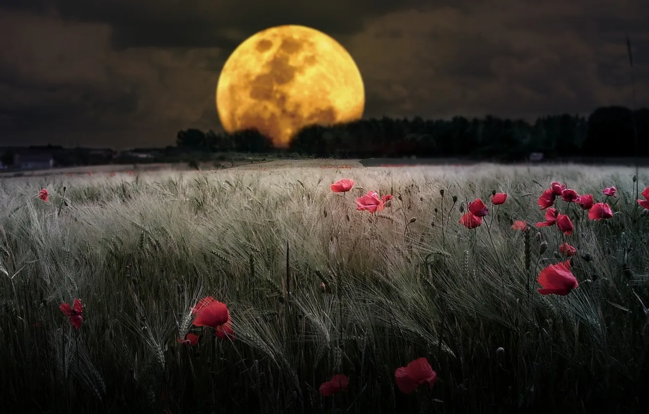 Фото обои поле, цветы, природа, луна, иаки