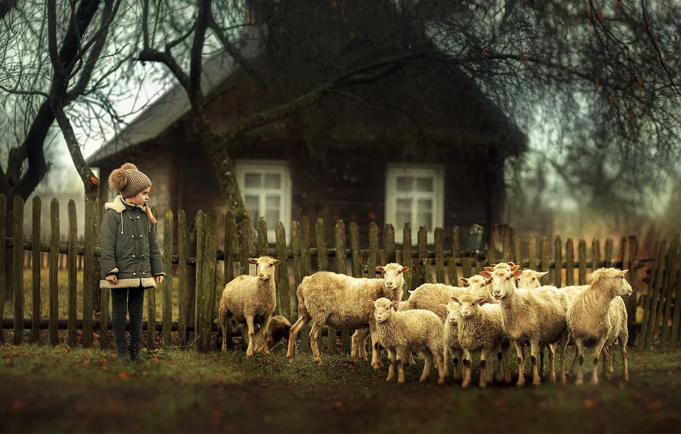 Фото обои овцы, деревня, девочка