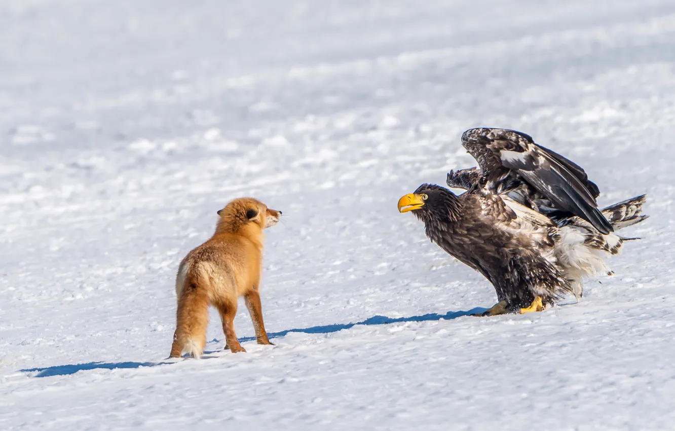 Фото обои зима, снег, птица, встреча, хищник, лиса, рыжая, Белоплечий орлан