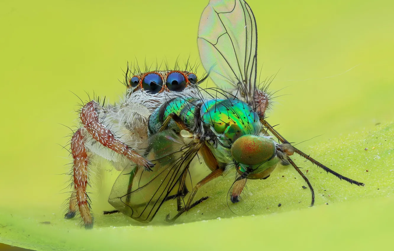 Фото обои глаза, макро, муха, фон, паук, насекомое, добыча, прыгун