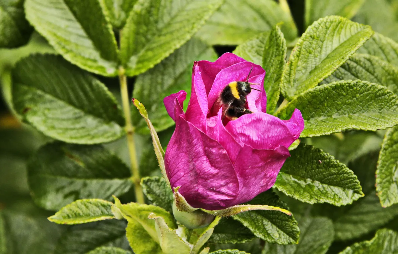 Фото обои Макро, Цветок, Пчела, Flower, Macro, Bee