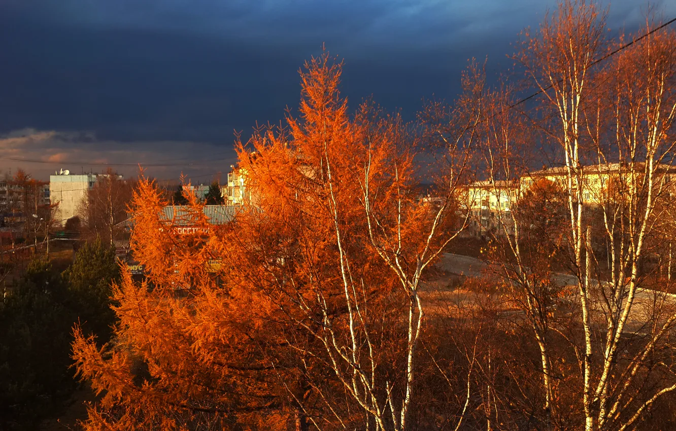Фото обои осень, деревья, темное небо