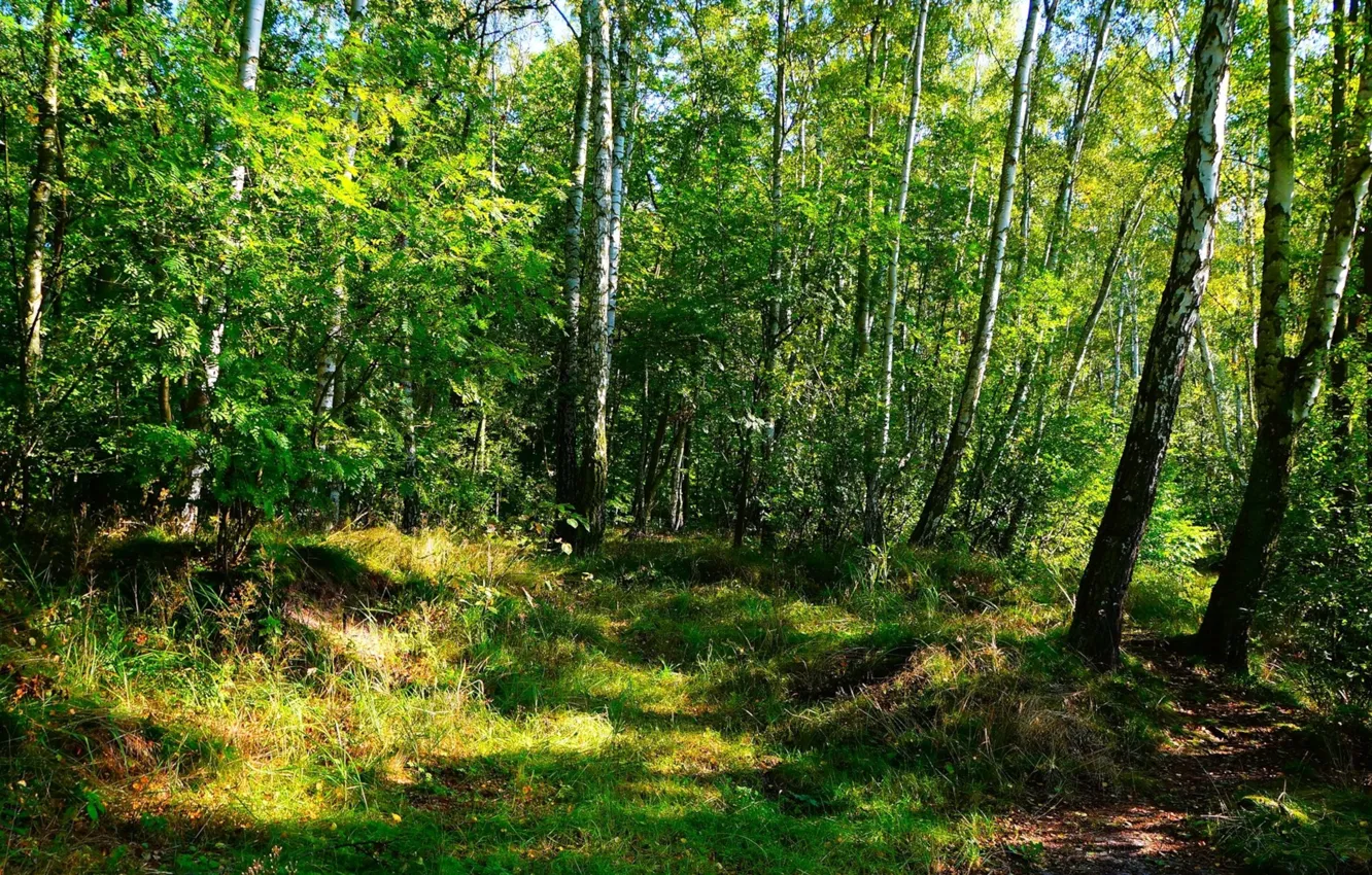 Фото обои green, forest, park, tree