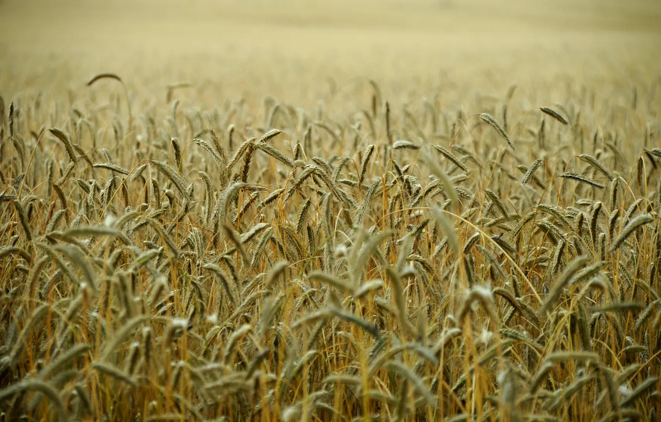 Фото обои пшеница, поле, стебли, поле пшеницы