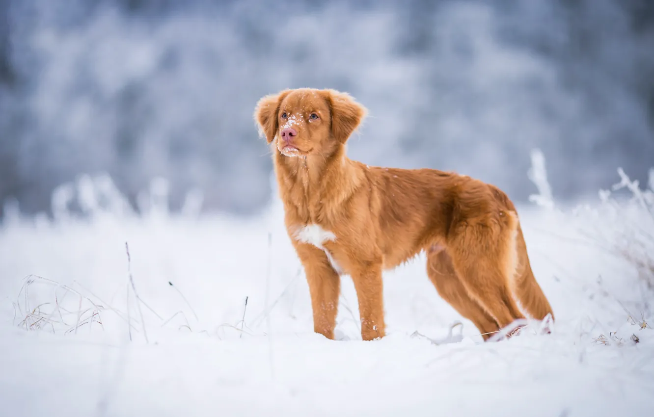 Фото обои зима, иней, поле, снег, природа, собака, рыжий, щенок