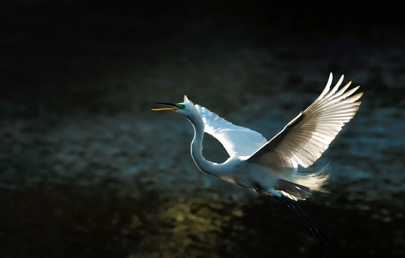 Фото обои свет, полет, темный фон, птица, крылья, перья, белая, цапля
