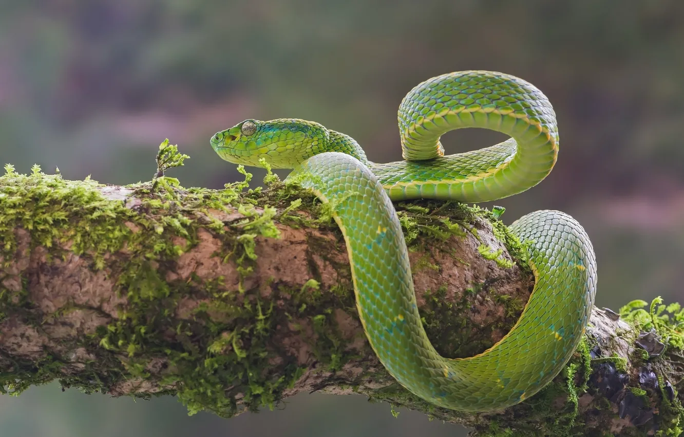 Фото обои мох, змея, зелёный