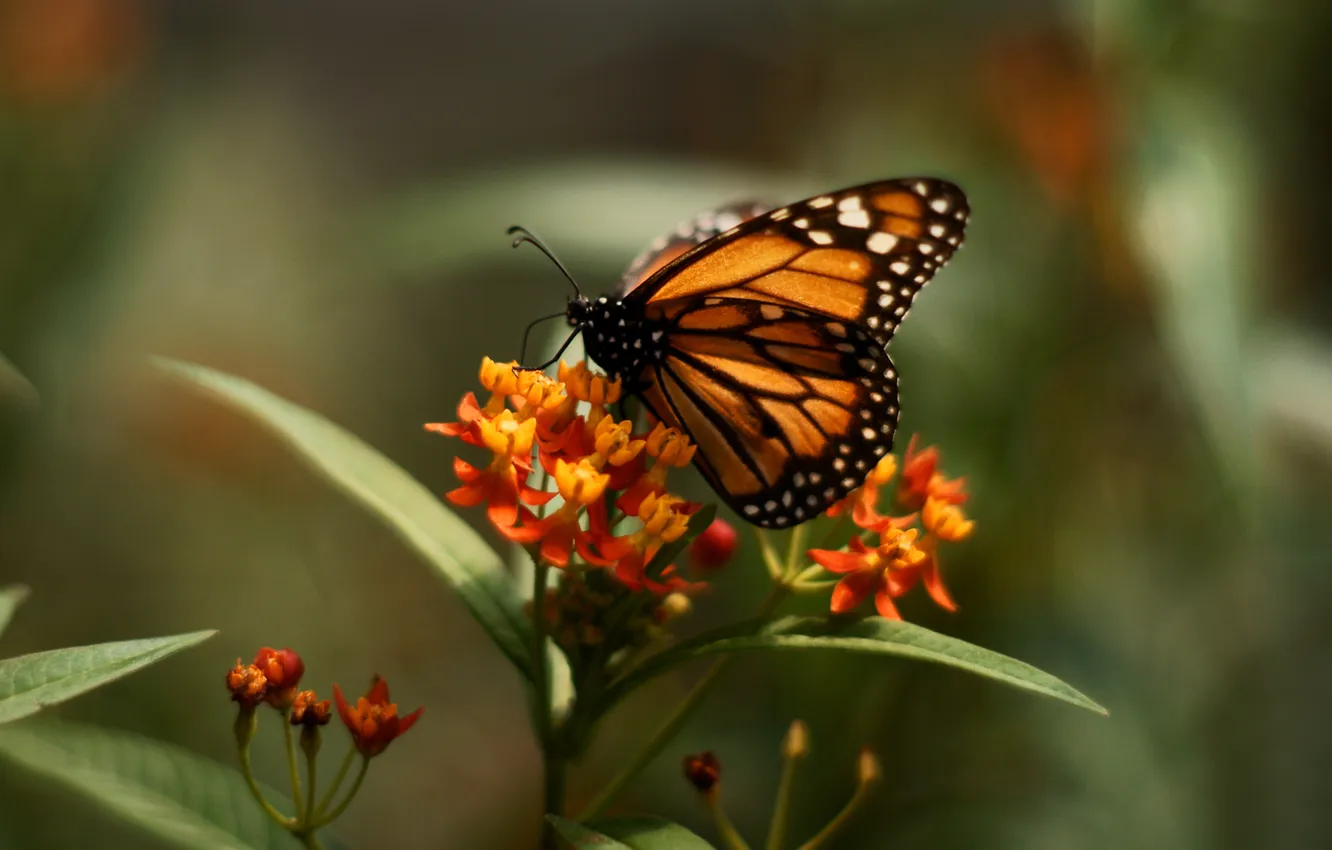 Фото обои цветок, butterfly, бабочька