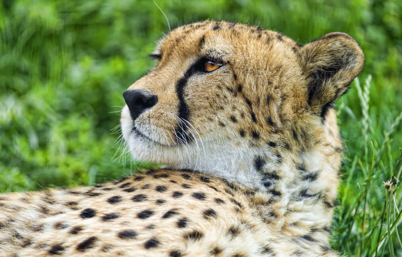 Фото обои кошка, морда, гепард, профиль, ©Tambako The Jaguar