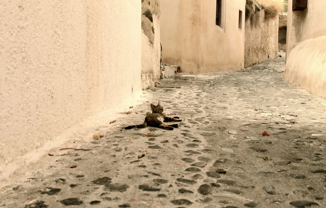 Фото обои котенок, серый, улица, лежит
