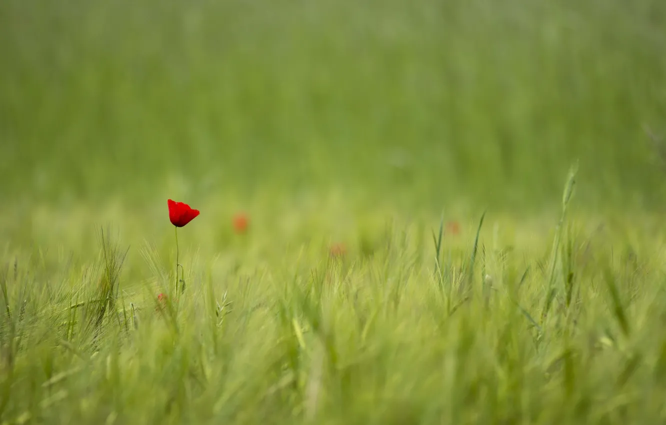 Фото обои поле, красный, один, мак, Цветок, размытость