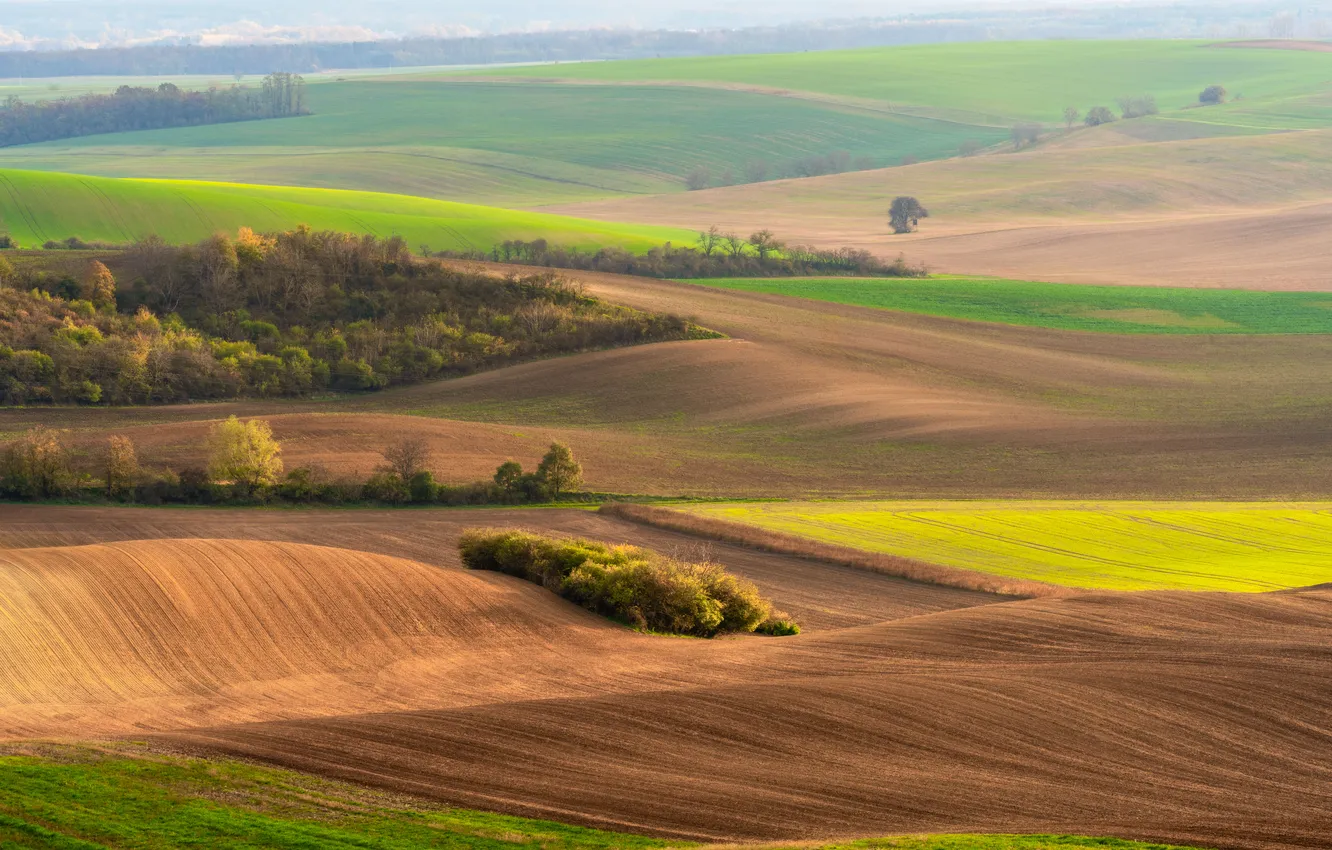 Фото обои field, beautiful, view, relaxing, crops