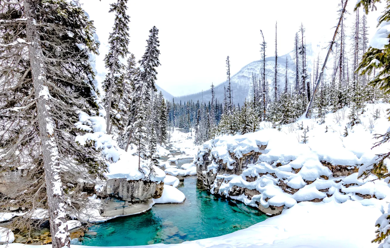 Фото обои зима, лес, снег, деревья, ручей, Канада, сугробы, речка