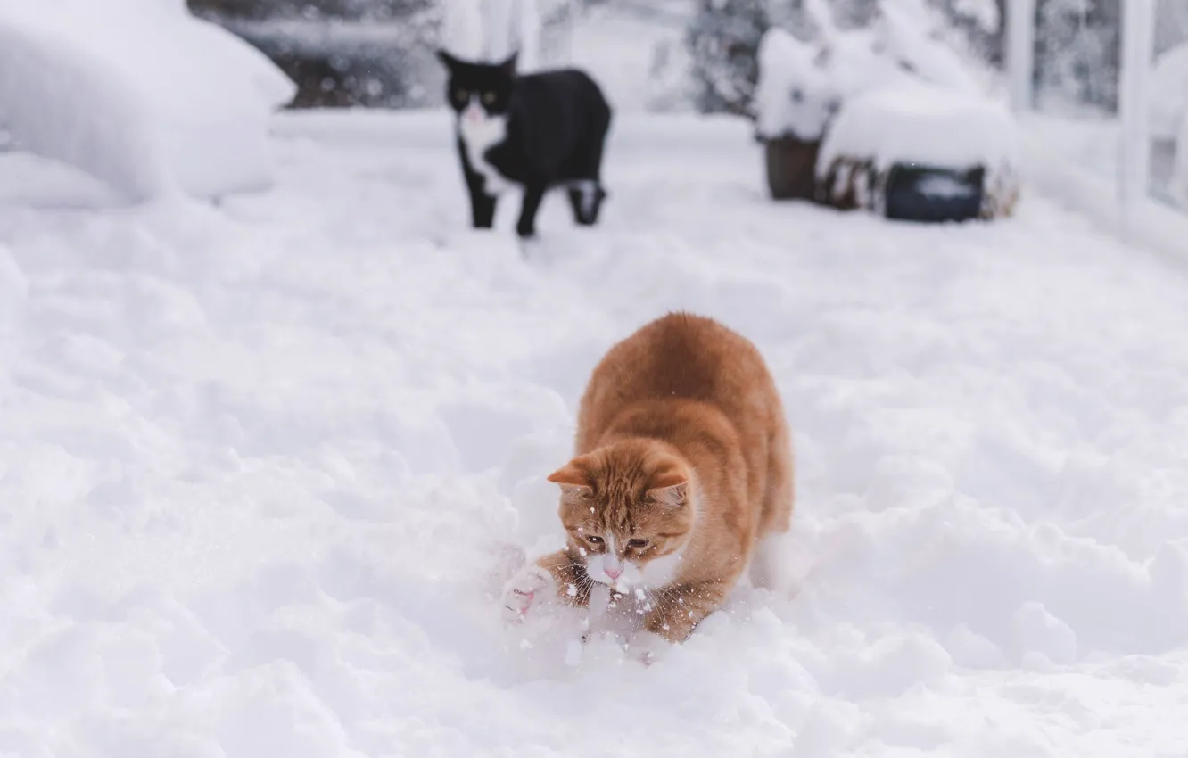 Фото обои зима, кошка, кот, взгляд, снег, кошки, поза, черный