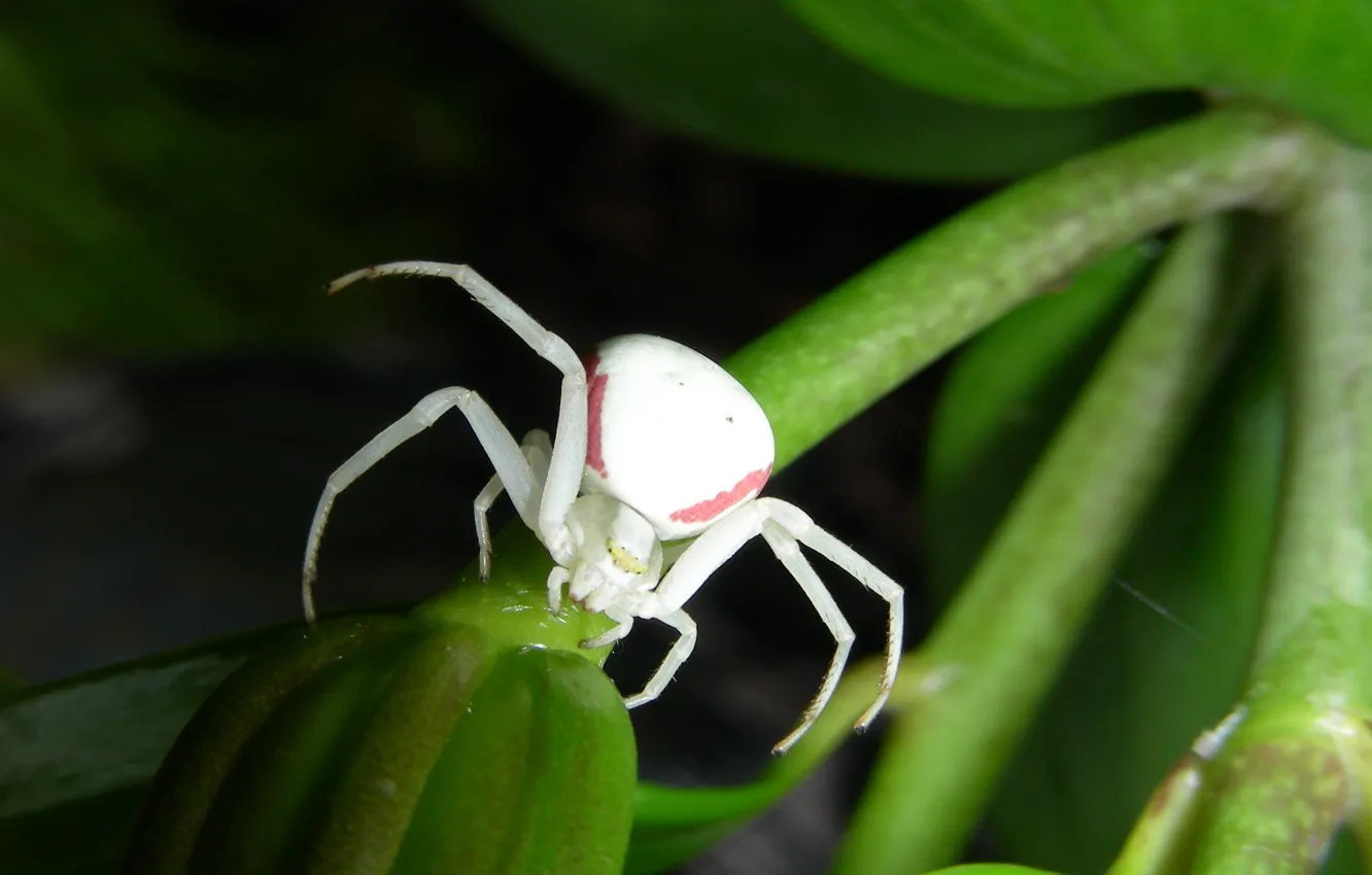 Фото обои Nature, Darkness, Night, Spider, Macro, Leaves, Fullscreen, HD