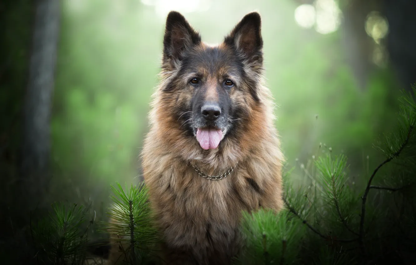 Фото обои взгляд, морда, ветки, портрет, собака, боке, Немецкая овчарка