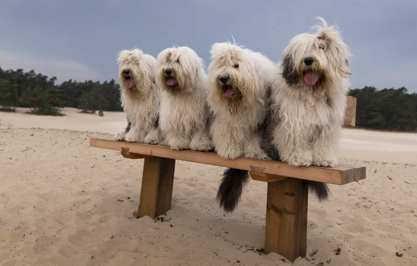 Фото обои песок, собаки, пляж, скамейка, лавочка, компания, прически, сидят